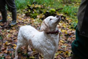 Hunting for the perfect truffle: Europe’s pearl of the land